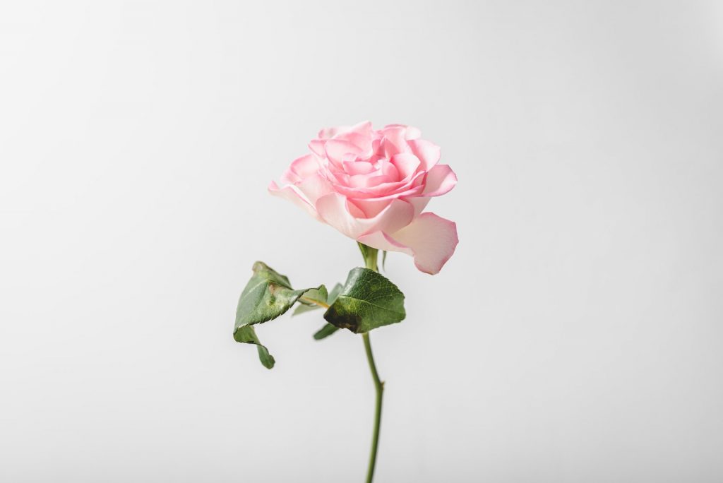 バラの香りは種類（品種）によって違う-活用方法と効果まで紹介