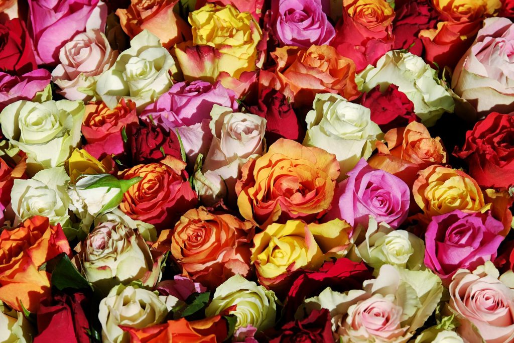 バラの香りは品種ごとにも異なる