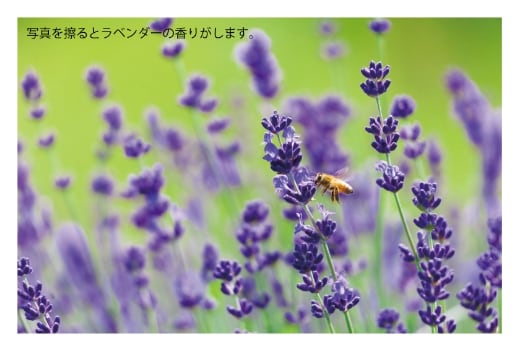 香りのポストカード・はがきDMサンプル