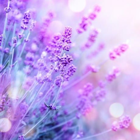 ラベンダーブーケ