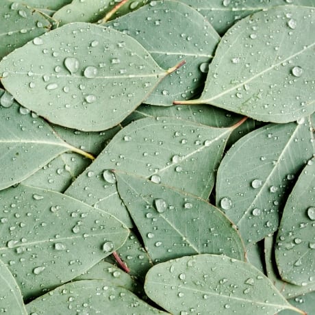 ワイルドユーカリ