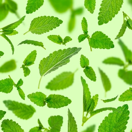 ミントタブレット