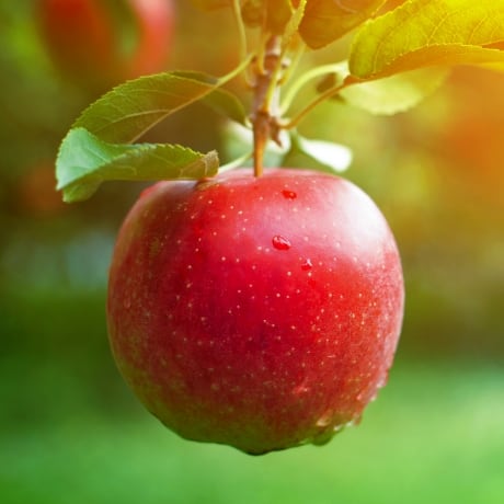 りんごジュース